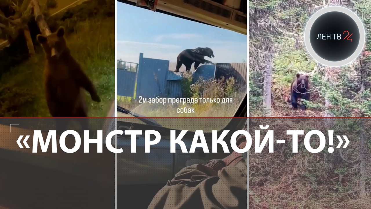 Медведи нападают на людей | Камчатка, Сибирь, Сочи: косолапых манит доступная еда