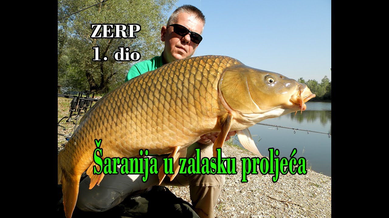 LJUSKAŠina iz bistre vode - Šaranija u zalasku proljeća, ZERP 1. dio / VSP Igor Pavičić