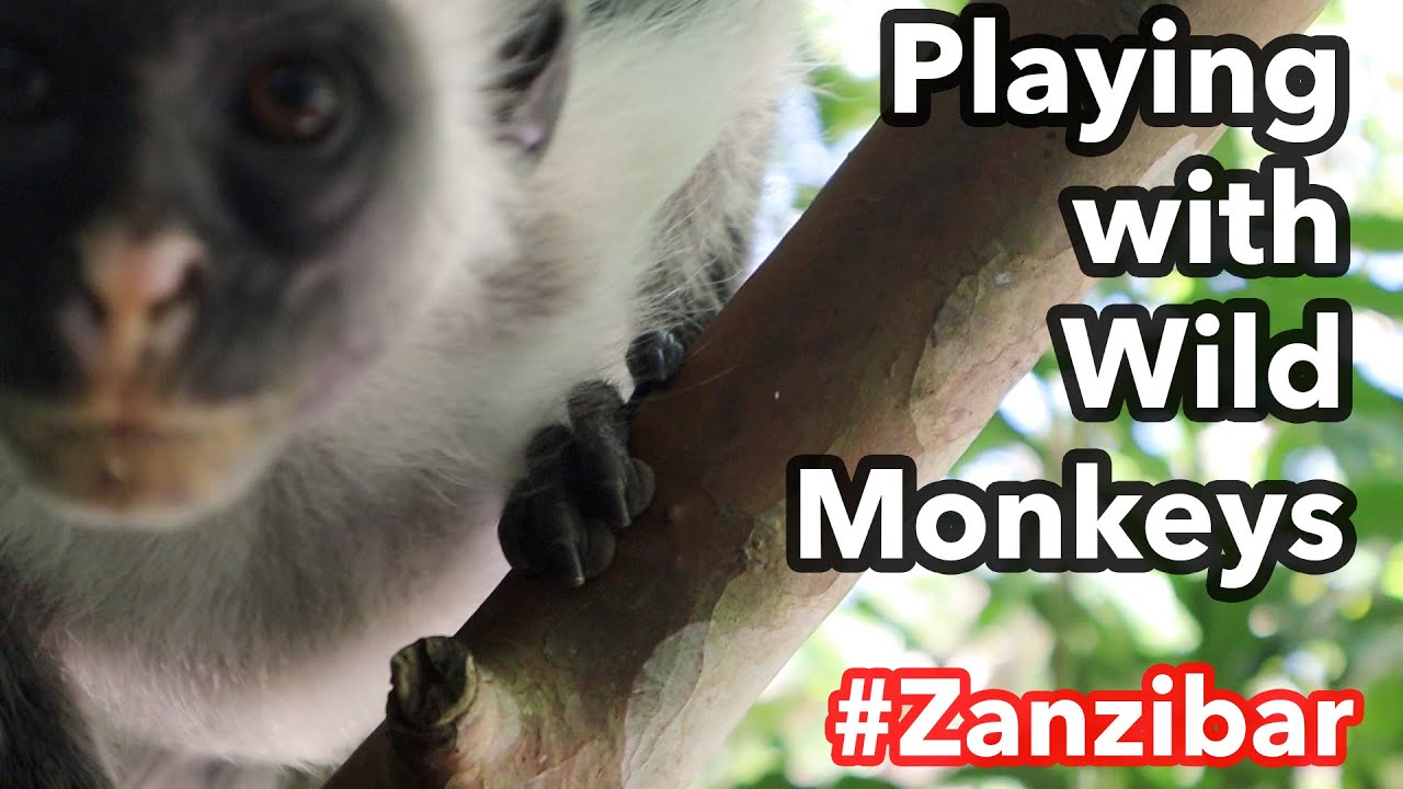 While living in Zanzibar we visited the wild rare Red Colobos Monkey. Indigenous only to the island.