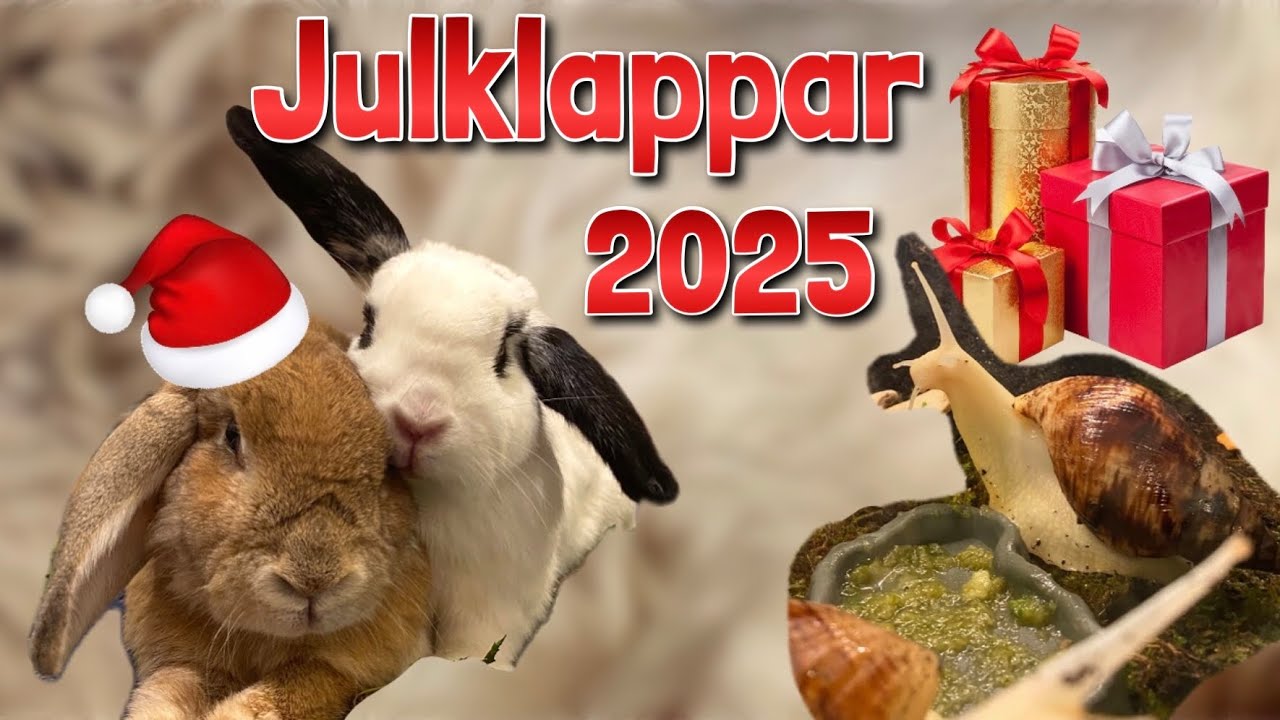 Kaninerna (och snäckorna) öppnar sina julklappar 2025