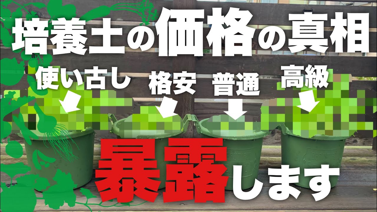 【予想不可‼︎】価格の異なる培養土を使った水菜の生育実験|水菜栽培方法