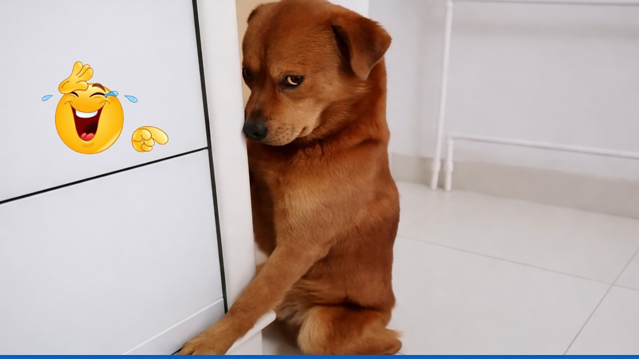 You Can’t Stop Laughing At These Pets 🤣 | Funniest Cats and Dogs Compilation