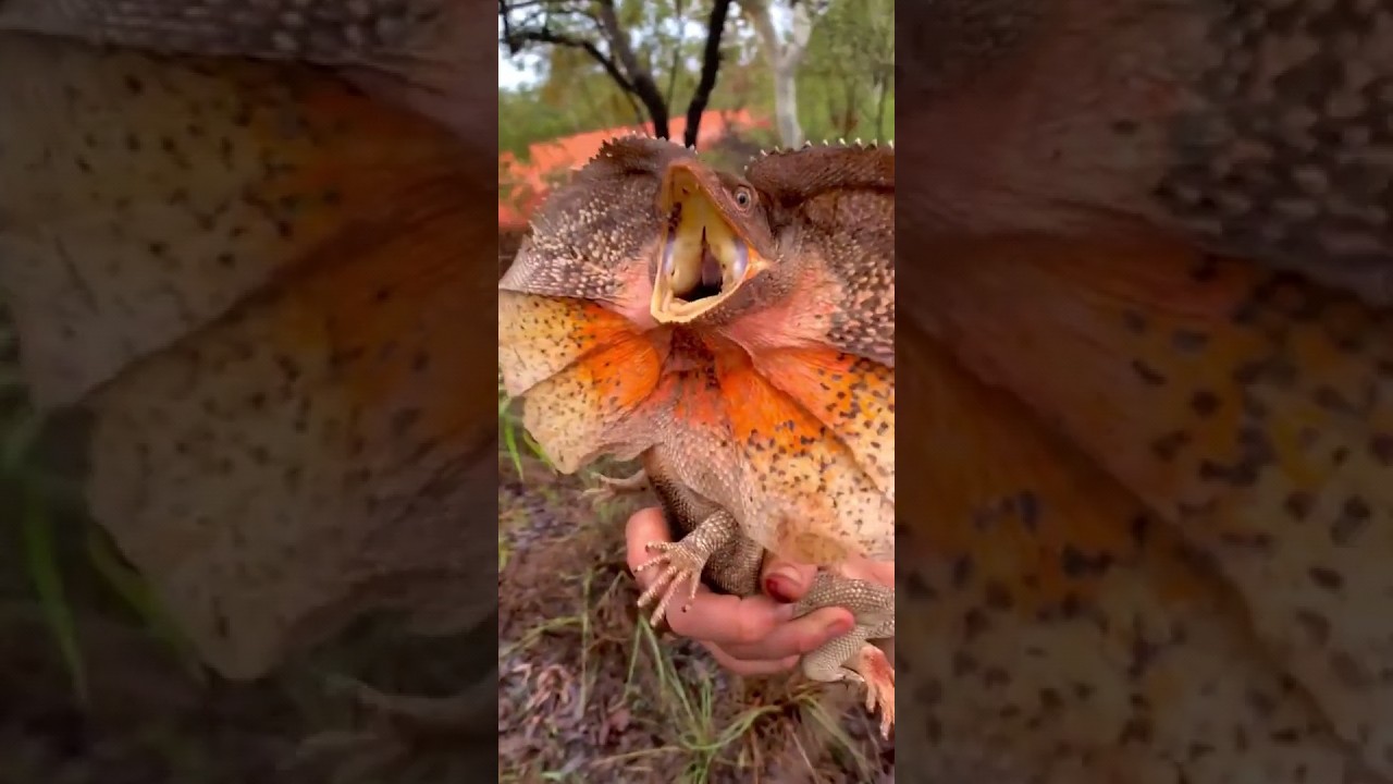 Ele odeia c&acirc;meras. #lagarto  #selva #viagem
