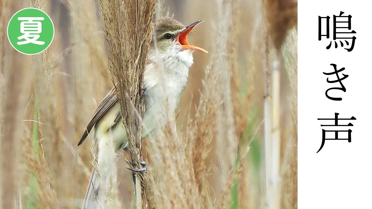 オオヨシキリの鳴き声（さえずり）