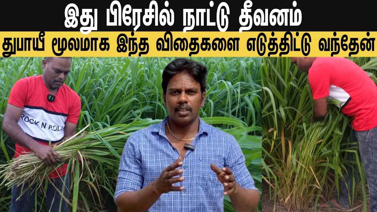 இனி கால்நடை விவசாயிகளுக்கு நஷ்டமே வராது /Livestock farmers will no longer suffer losses.