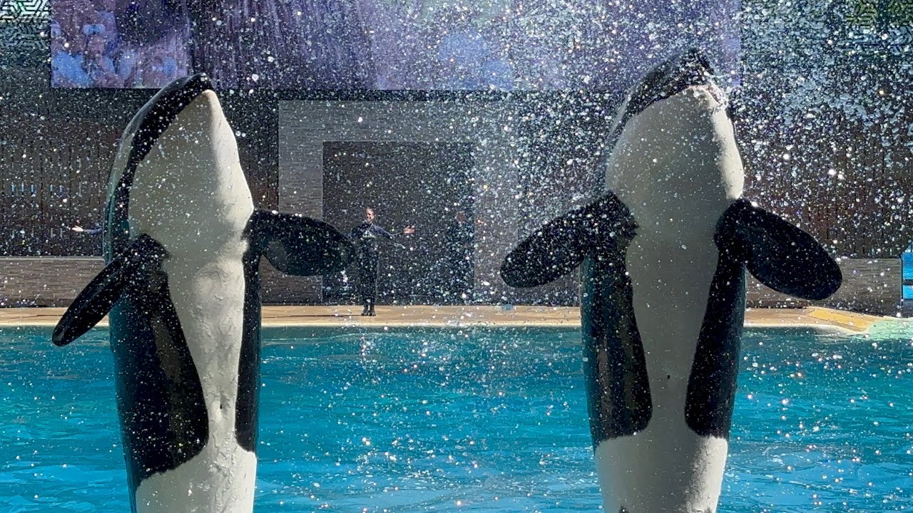 Orca Encounter at SeaWorld Orlando 3.16.24