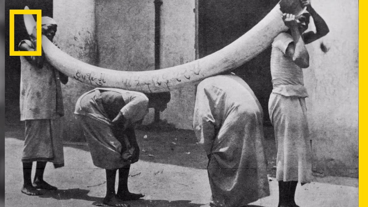 Ivory’s Historical Connection to the Slave Trade | National Geographic