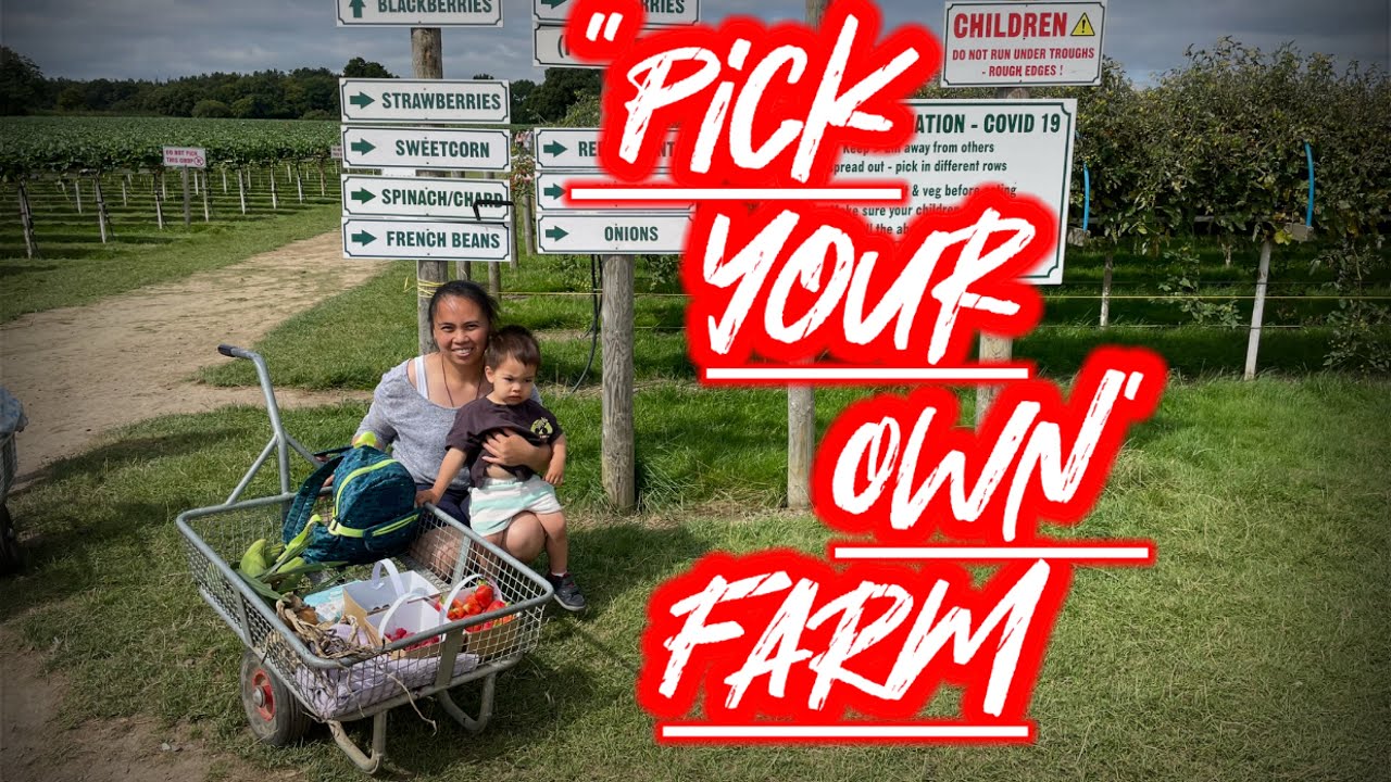 A Day at Parkside Farm ( PYO Farm) &ldquo;Pick Your Own &ldquo;
