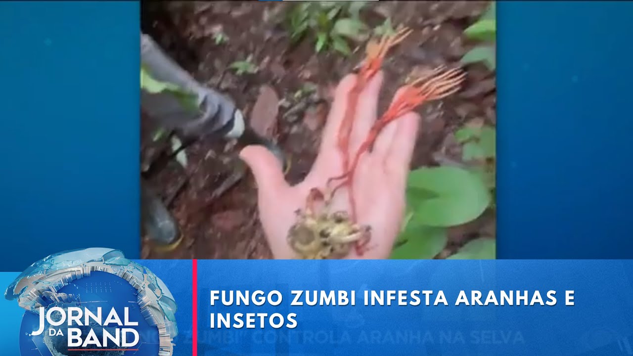 "Fungo Zumbi" controla aranha na selva; entenda | Jornal da Band