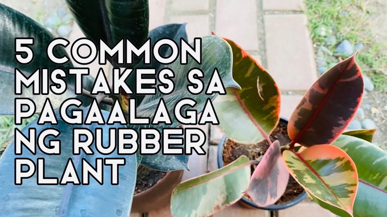 5 MISTAKES SA PAG-AALAGA NG RUBBER PLANT | Plant Care for Beginners