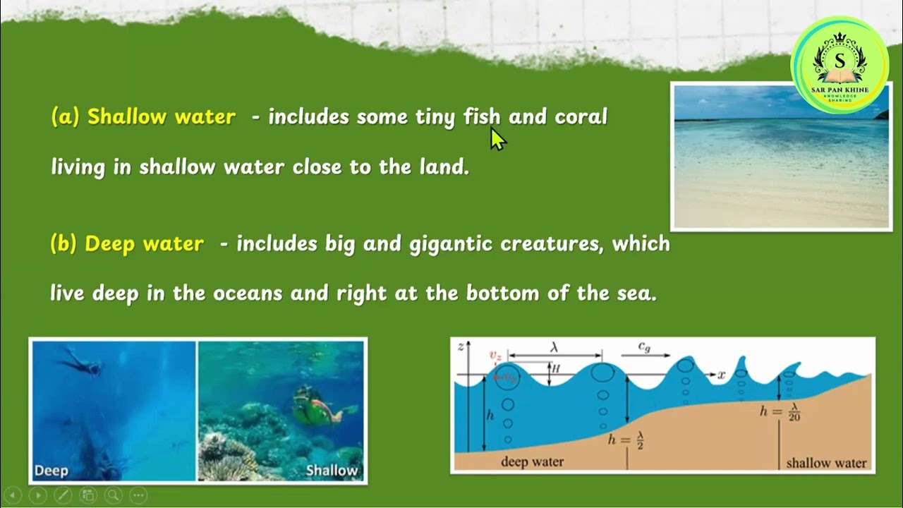 Grade 11 Biology Chapter 6 _ 6.1.2 Ecosystem (Part 2)_ Aquatic Ecosystem