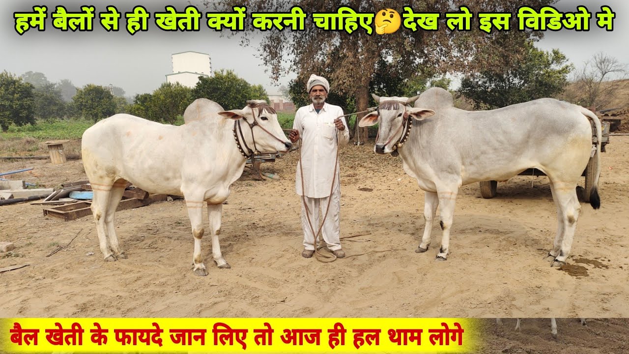 बैलों से खेती करने के फायदे👌जो काम ट्रैक्टर नही कर सके वो बैलो ने कर दिखाया💪2200 मण अनाज 22 लाख कमाई