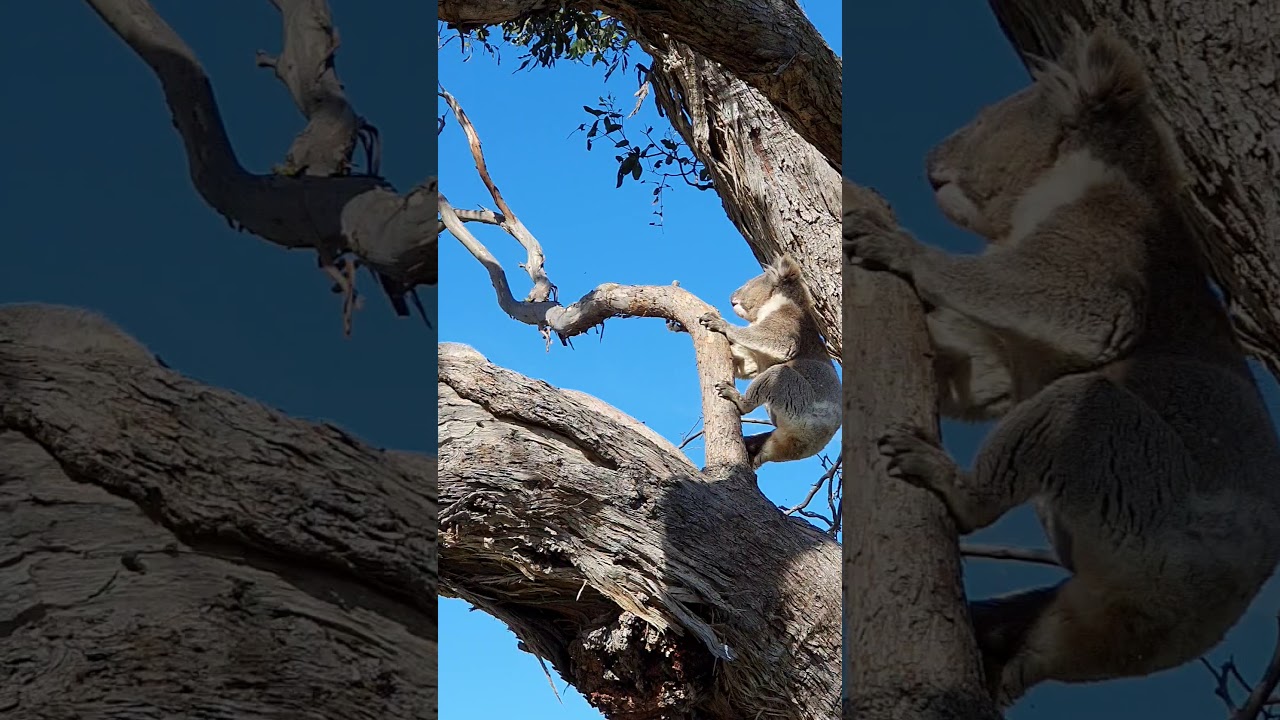 Two Koalas fighting
