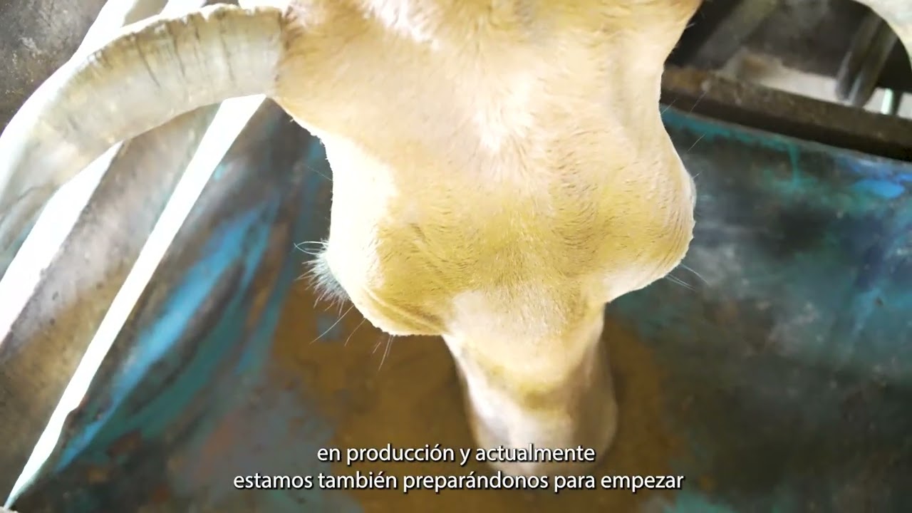 División de Potreros (Apartos) - Finca Ganadera Diego Hidalgo