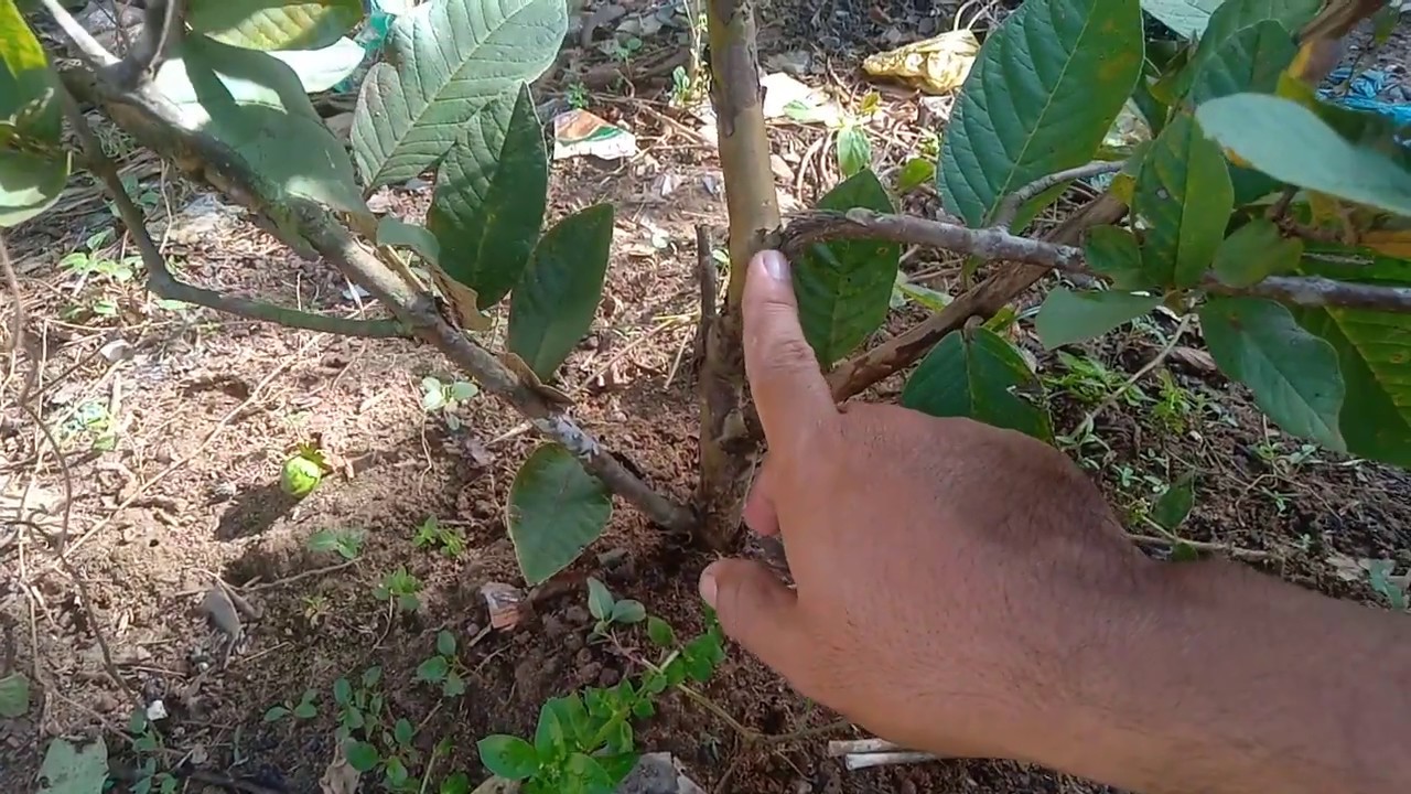 CARA MEMPERBANYAK CABANG JAMBU KRISTAL UMUR 6 BULAN ASAL CANGKOK
