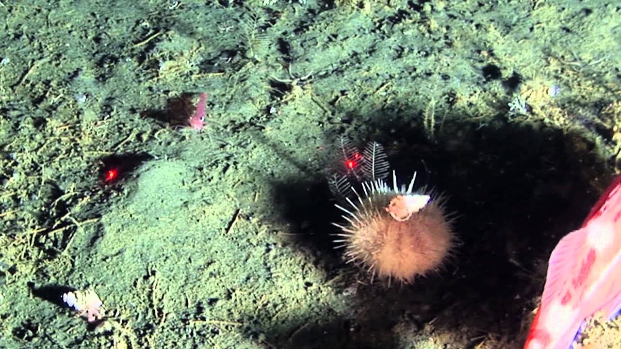 THE BERING SEA SUBMARINE ADVENTURES -  Shrimp and Sea Urchin