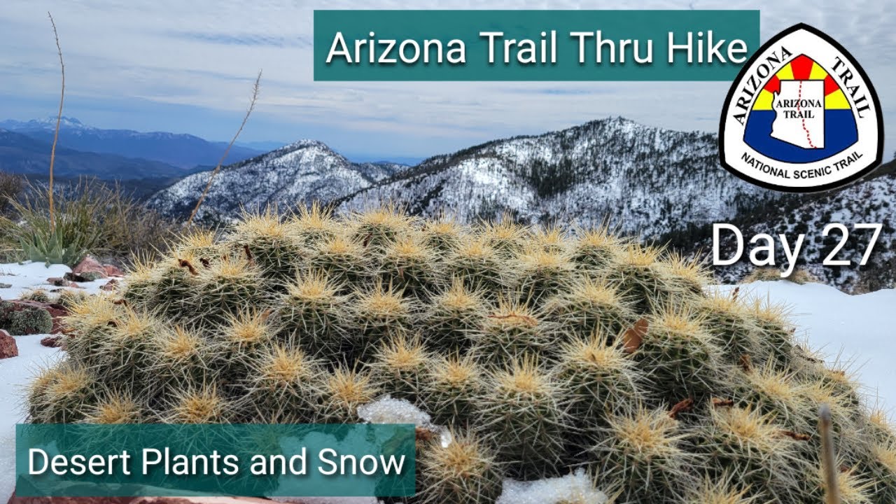 Arizona Trail Day 27 - Snow Covered Desert Plants Are Beautiful