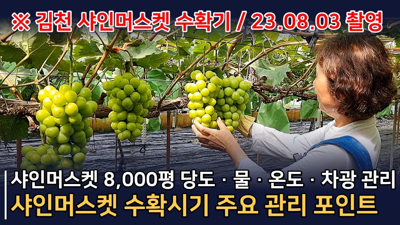 샤인머스켓 수확시기, 이렇게 관리하세요. 고당도 샤인머스켓, 고품질 샤인머스켓이 재배될 수 있습니다. 샤인머스켓 수확기 비료/수분/양분/온도 관리