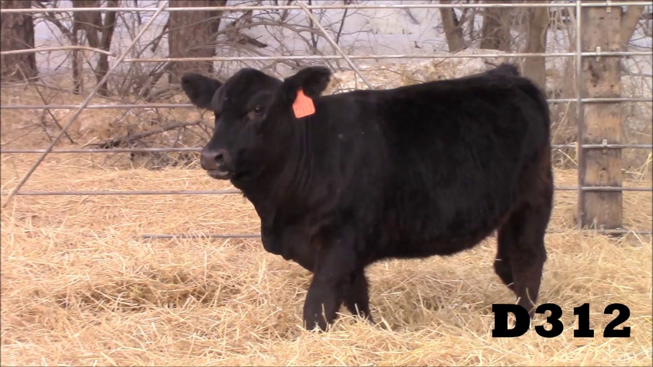 D312 heifer