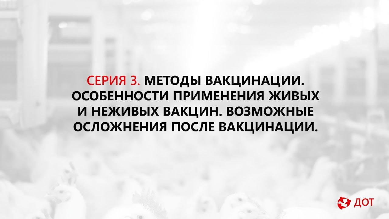 Джавадов Э.Д.: Методы вакцинации птицы. Применение живых и неживых вакцин. Возможные осложнения.