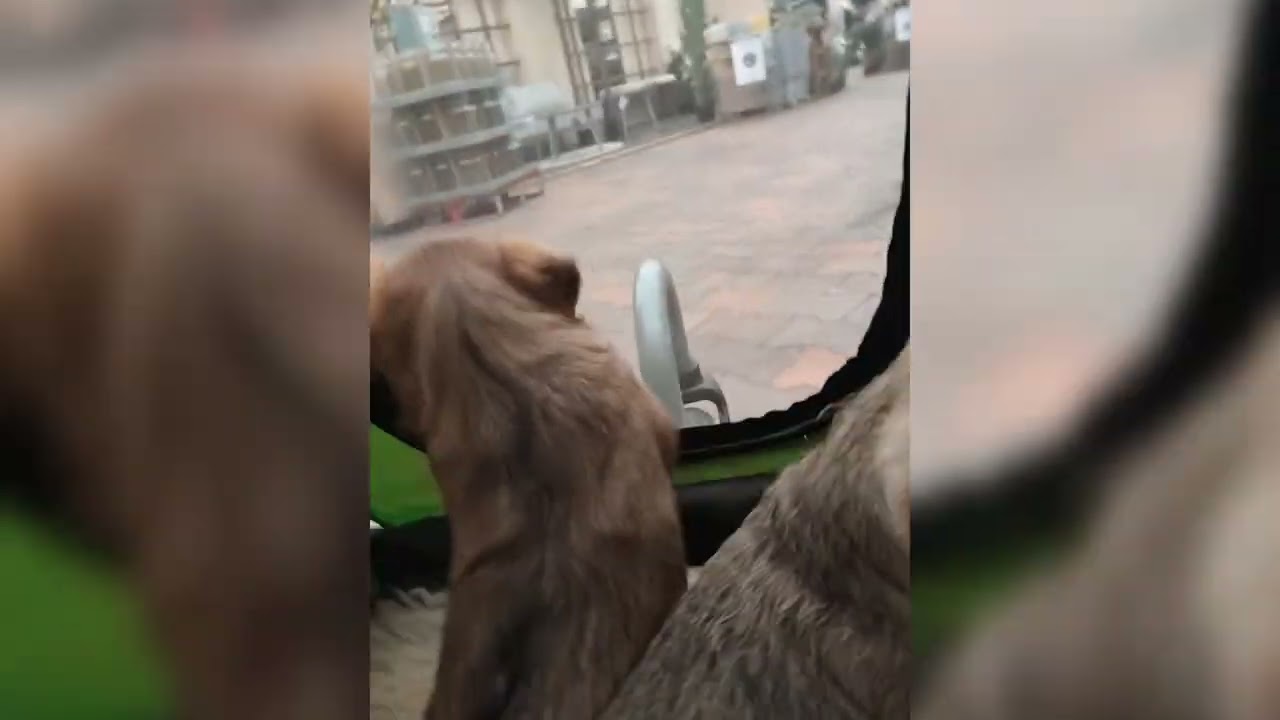Puppies eerste keer naar buiten