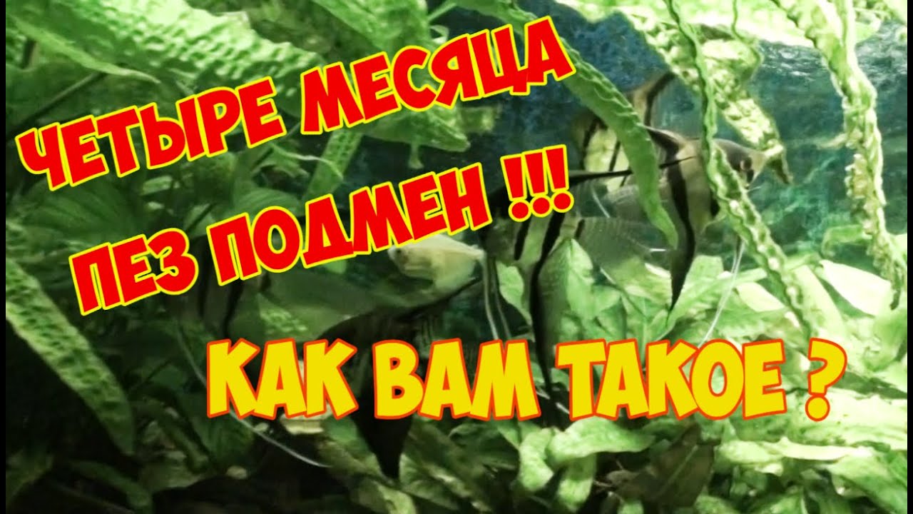 Аквариум 220 литров. Четыре месяца без подмены воды! | Four months without water replacement!