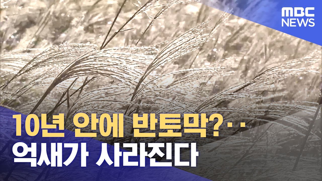 10년 안에 반토막?‥ 억새가 사라진다 (2025.11.21/뉴스데스크/울산MBC)