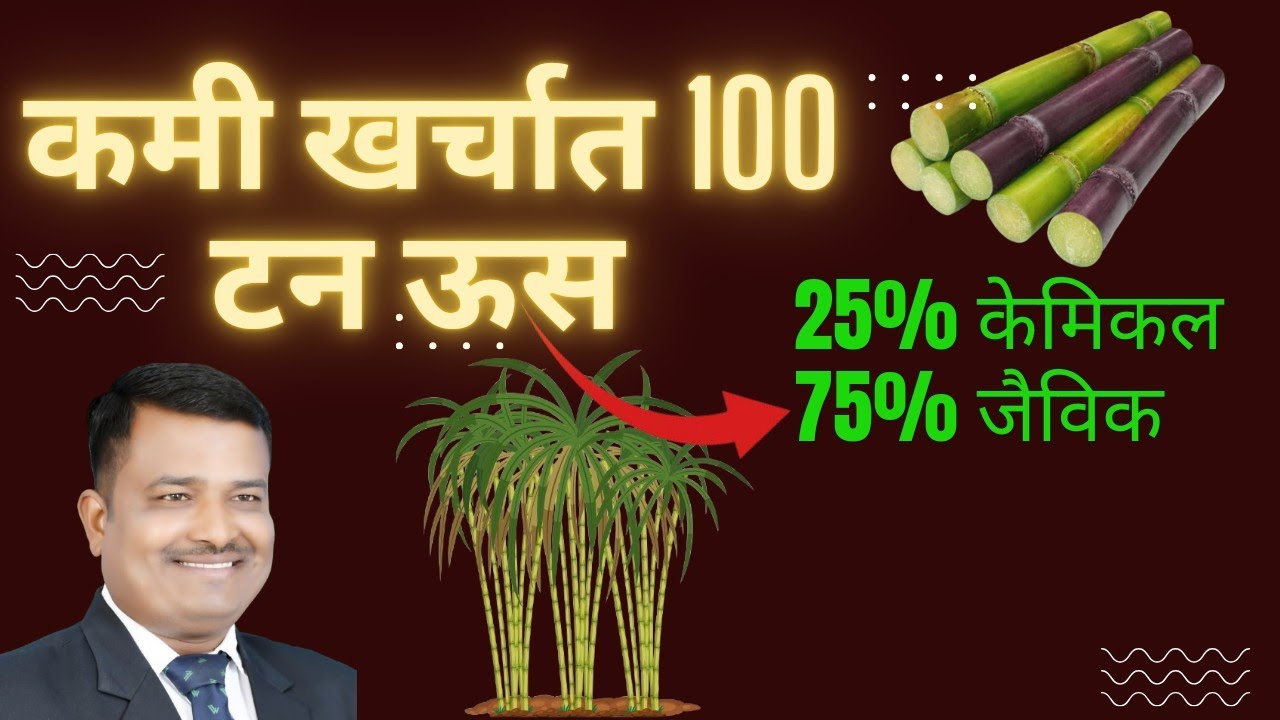 अत्यंत कमी खर्चात ऊसाचे 100 टना पेक्षा जास्त उत्पादन ll 25 % केमिकल व 75% जैविक ll Sugarcane Forming