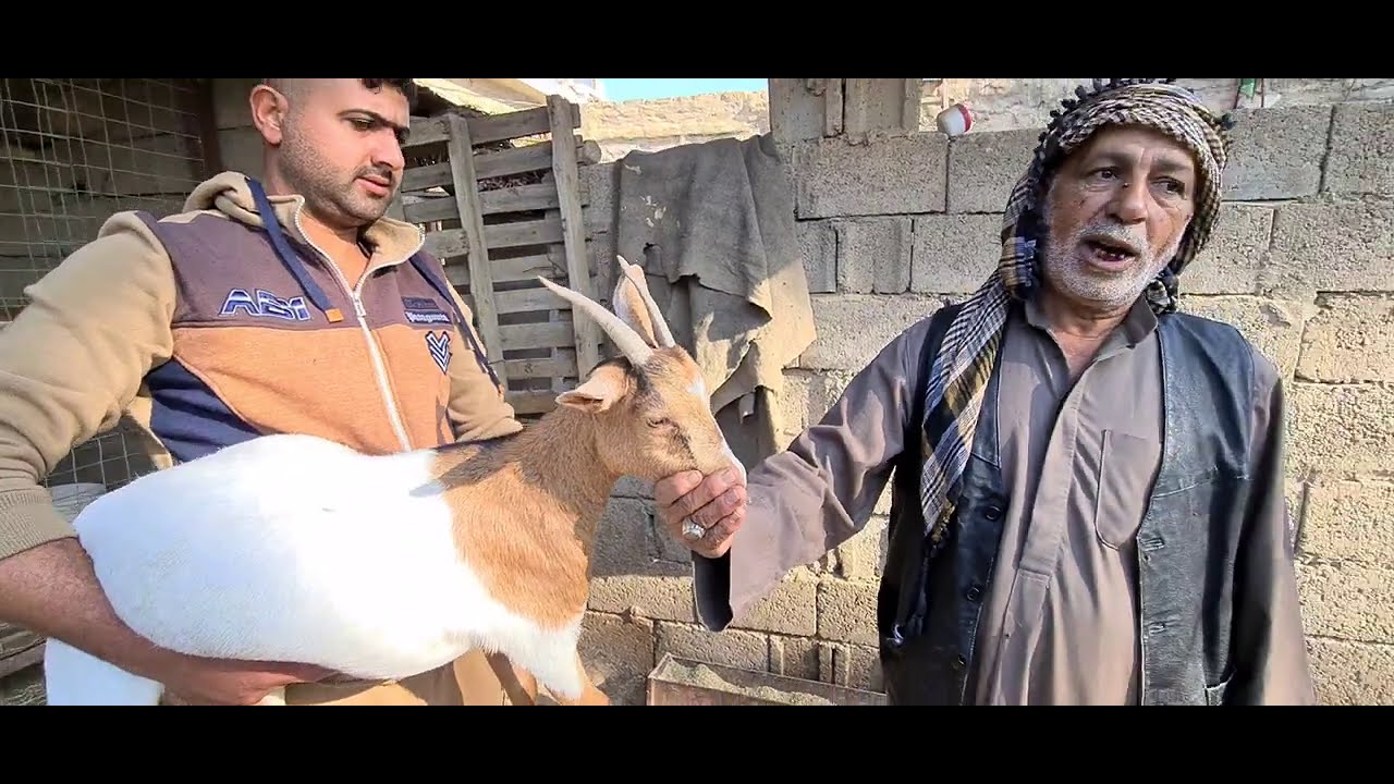 #ماهي مواصفات الماعز القطري و هل مشروع الماعز القطري يعد مشروع ناجح تابعوا المقطع للنهاية