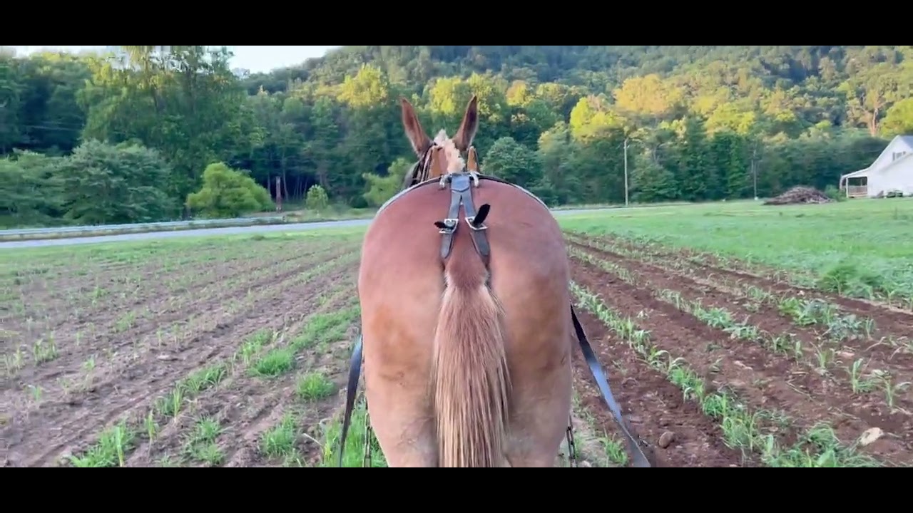 Cultivating with a mule. Plowing