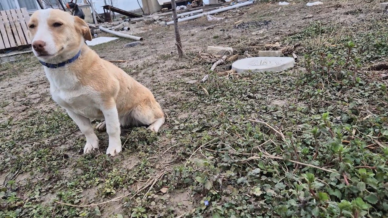 Köpeğe yemek verdim…Tavukları saldım…