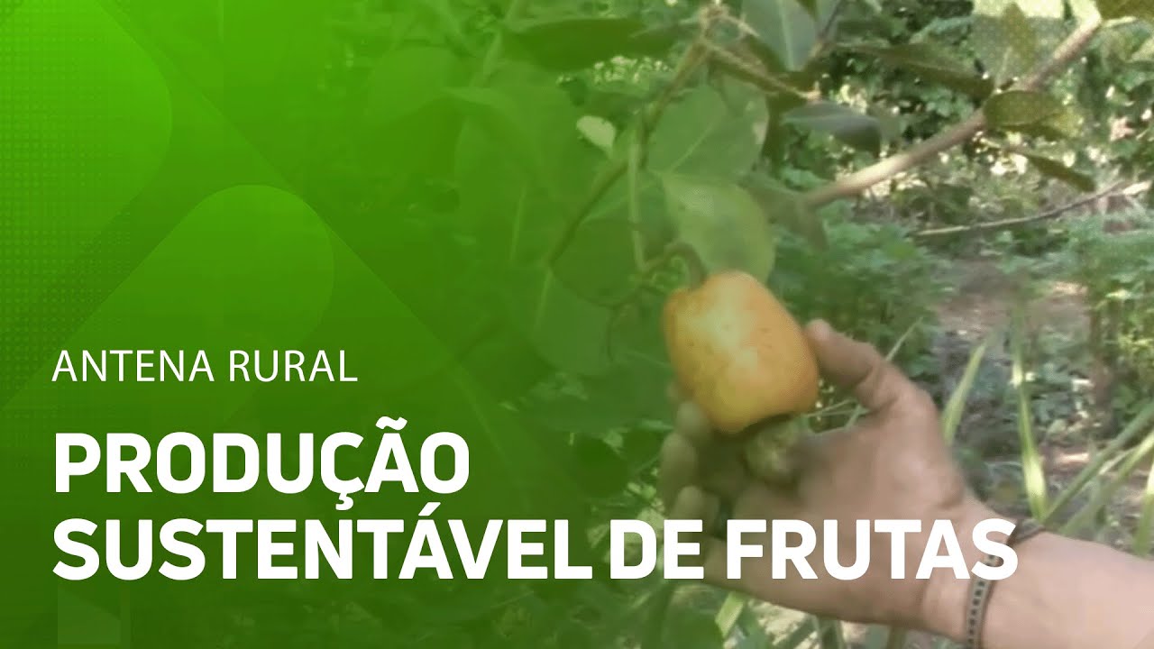 Sistema de produção une cultivo de frutas e preservação do meio ambiente