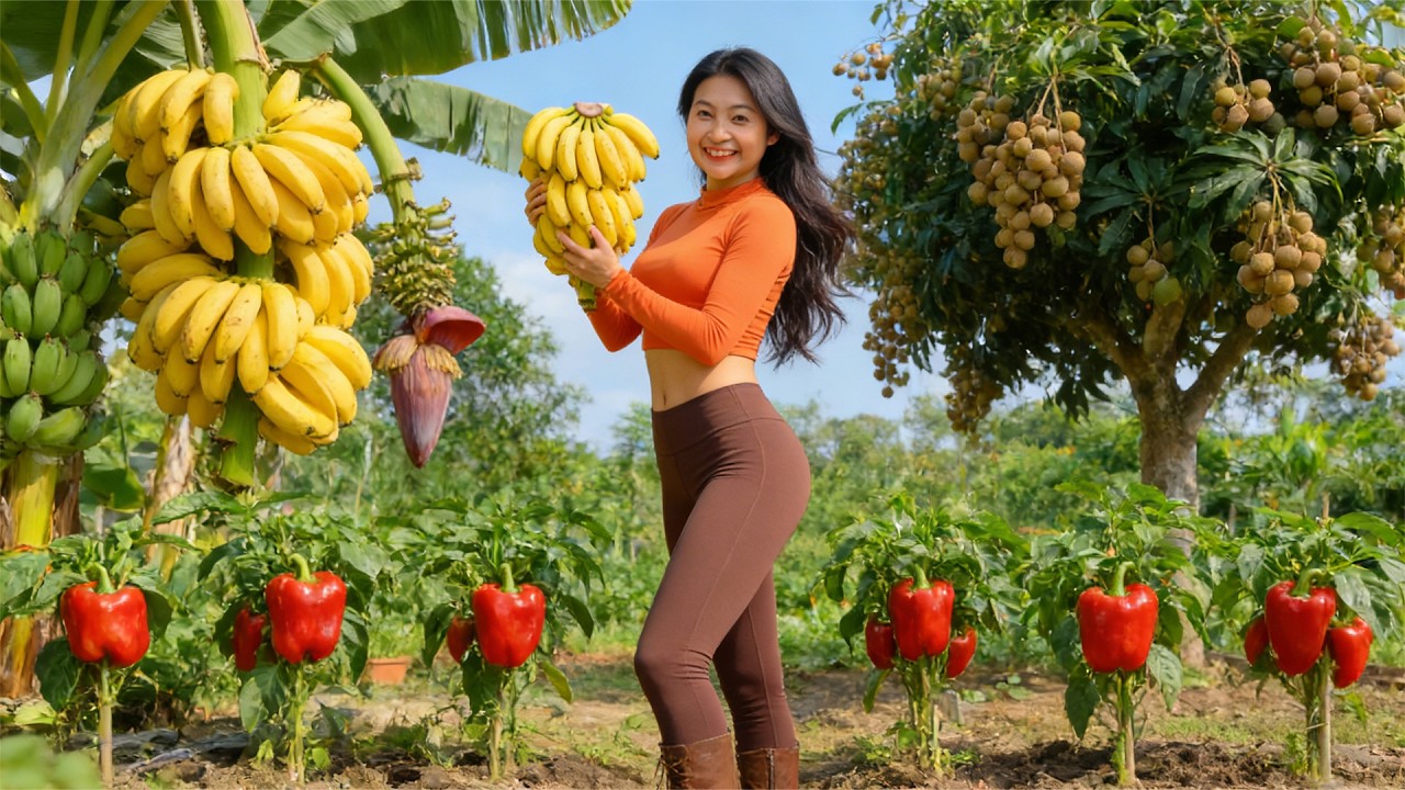 Office Woman Leaves The City – Harvest Bananas To Make Dried Bananas And Sell At The Market