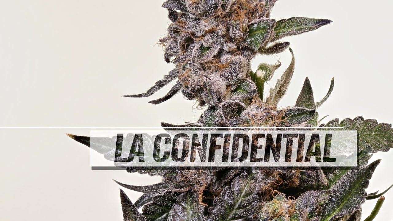 LA Confidential strain review