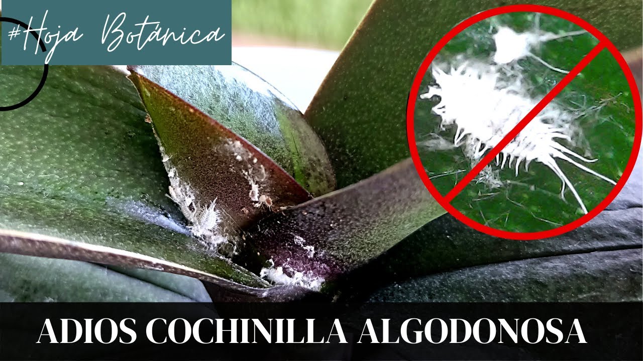 LÍBRATE de la COCHINILLA en tus Orquídeas y plantas!!!
