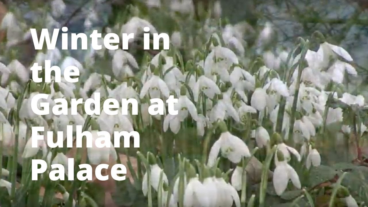 Winter In the gardens at Fulham Palace