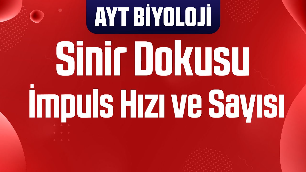 2) Sinir Dokusu : İmpuls Hızı ve Sayısı (AYT Biyoloji Kampı)