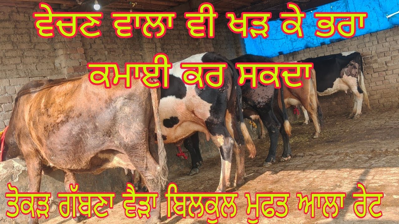 ਤੋਕੜ ਗੱਬਣ ਵੇਹੜਾ  ਫੋਨ ਨੰਬਰ 8427278296#subscribemychannel 