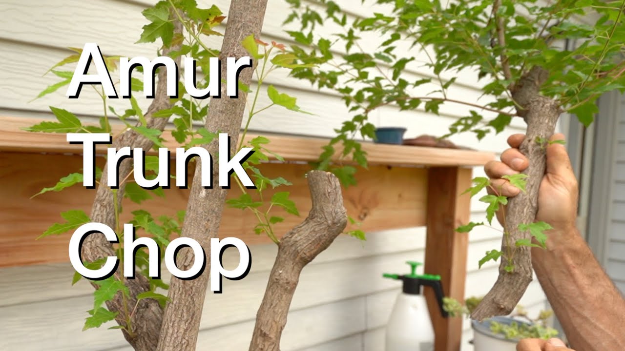 Amur Trunk Chop:  Dave's Bonsai E222