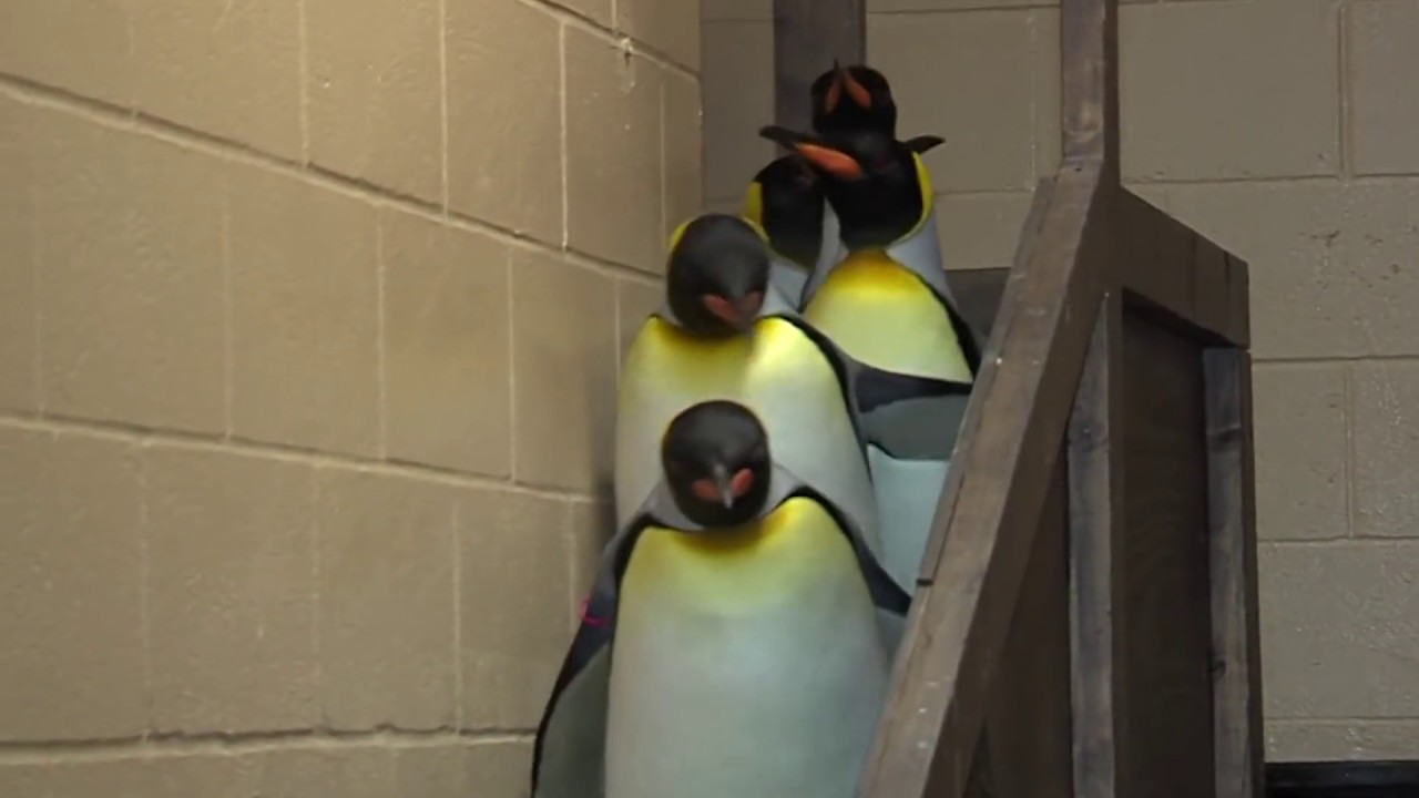 Shaun, I'm Going To Ask You One More Time, Have You Got My Fish? - A translation compilation