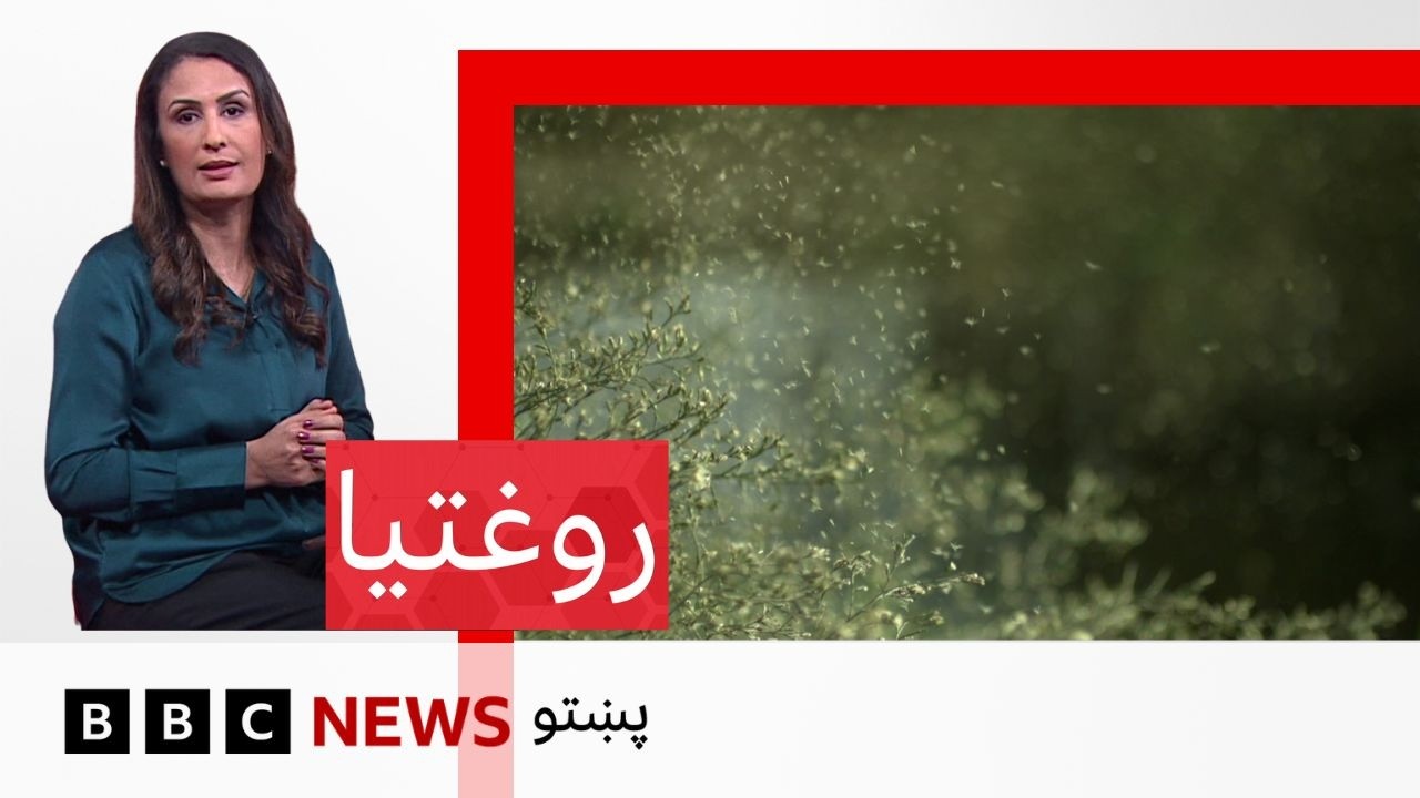 روغتيا: د بوټو له ګردې ټوکېدلو حساسيتونو پېښې ولې په ډېرېدو دي؟