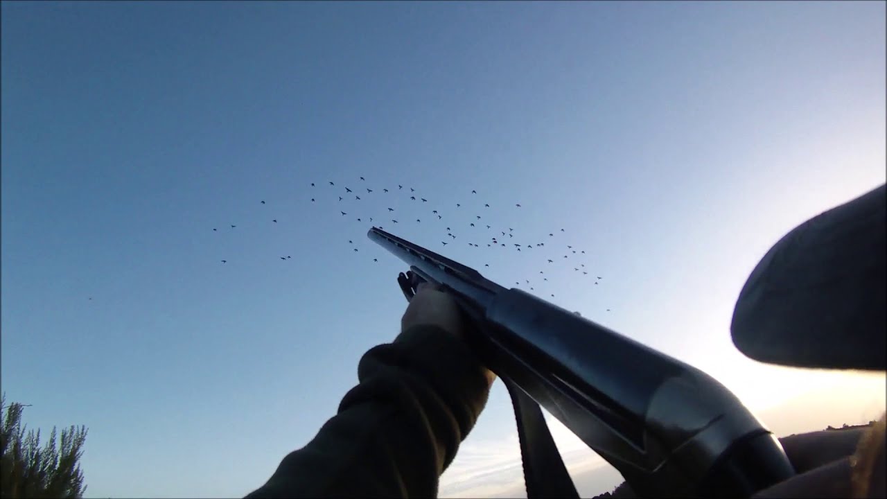 Chasse des pigeons en Corse - migration 2018 acte final
