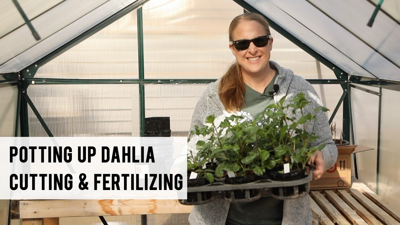 Potting Up Dahlia Cuttings & Fertilizing in the Greenhouse!  Sunshine and Flora Urban Flower Farm