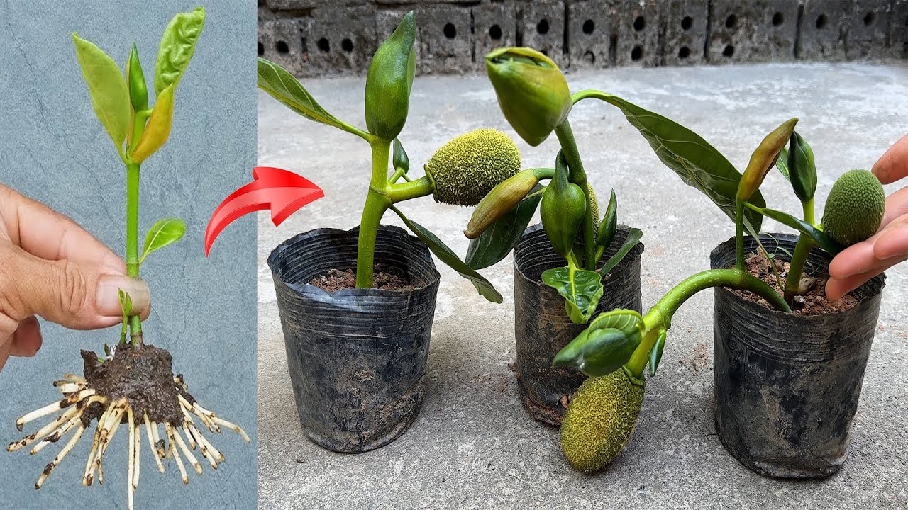 UNIQUE TECHNIQUE using rice water to propagate jackfruit trees to produce fruit the fastest