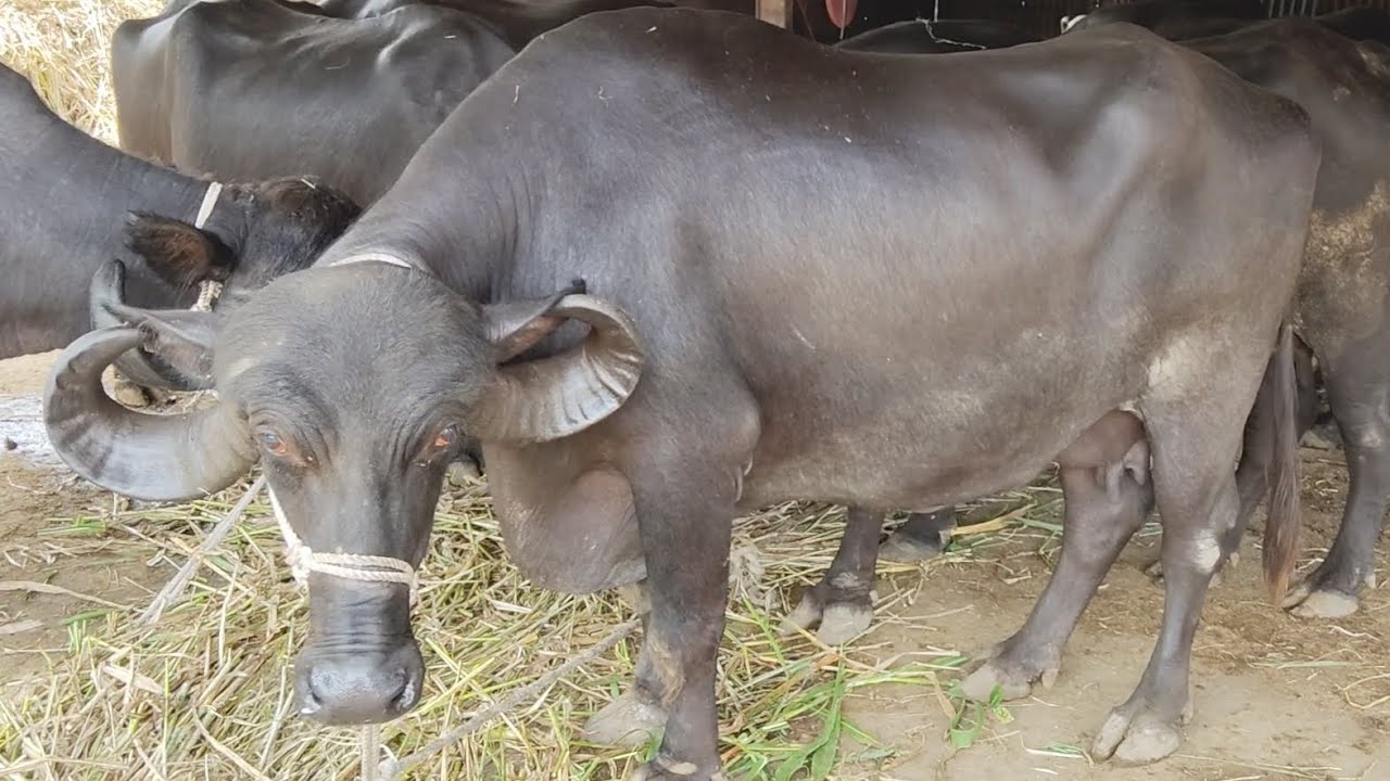 Jafrabadi buffalo load ready.  No 9131491811