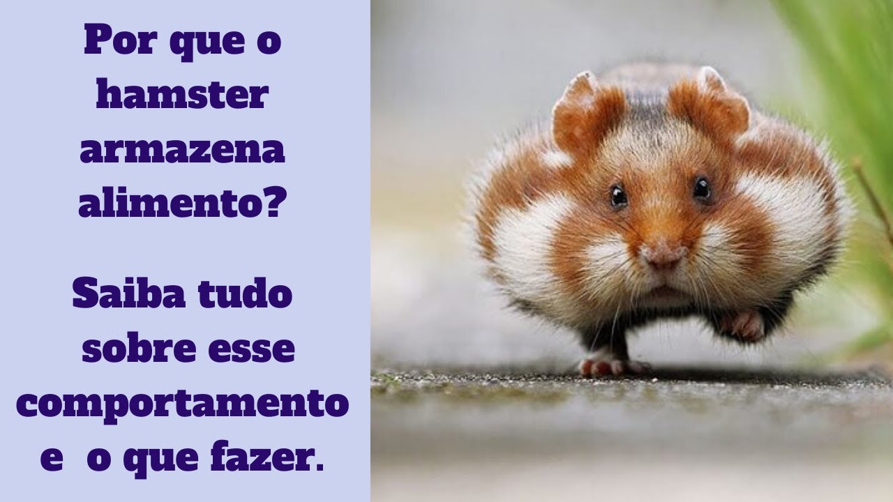 Por que o Hamster armazena alimento? Saiba tudo sobre esse comportamento e o que fazer.