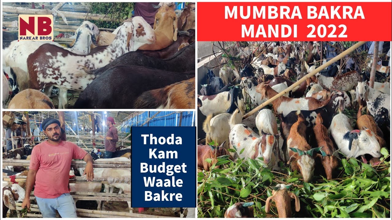 Mumbra Bakra Mandi 2022 | Kya ye Deonar Bakra Mandi 2022 se acha option hai?
