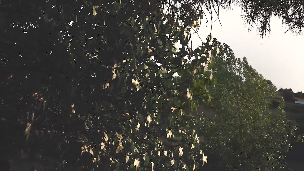 Rui Gaio - everyday 064: casal de ramos