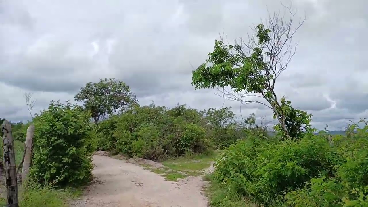 passeando