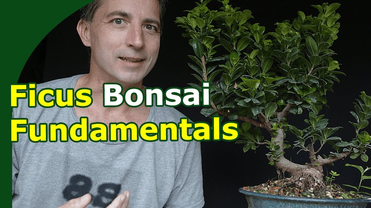 How to Grow Ficus Bonsai
